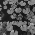 Kayne Wyant - Lily Pads - IMP 26'