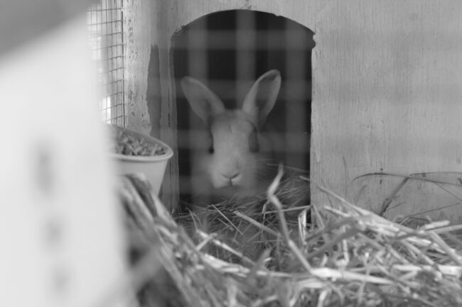 Joseph Schoff - What's Up Doc? - IMP 26'