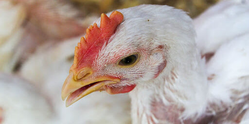 Interactive Media Productions - Hannah M & Hailey J - Broiler Chicken Photo Story Single Chicken