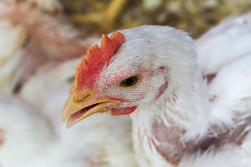 Interactive Media Productions - Hannah M & Hailey J - Broiler Chicken Photo Story Single Chicken