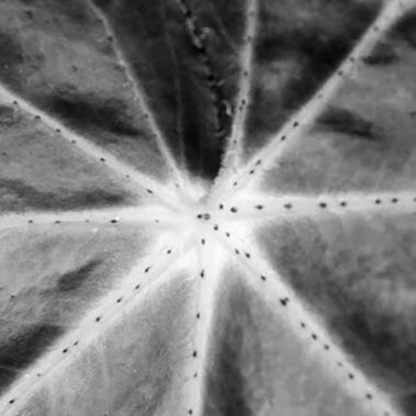 Knox Mattoon - Ants Marching - IMP 26'