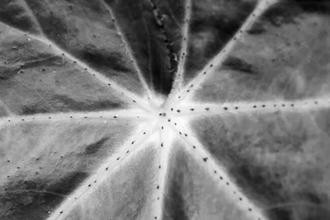 Knox Mattoon - Ants Marching - IMP 26'