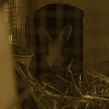 Joseph-Schoff - Buuny At Sunset - IMP 26'