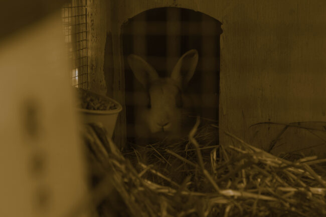 Joseph-Schoff - Buuny At Sunset - IMP 26'