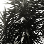 Joseph Schoff / Ryan Plank- Plant Life - IMP 26'