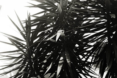 Joseph Schoff / Ryan Plank- Plant Life - IMP 26'