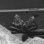 Avery Squitieri - Frogs - IMP 26'