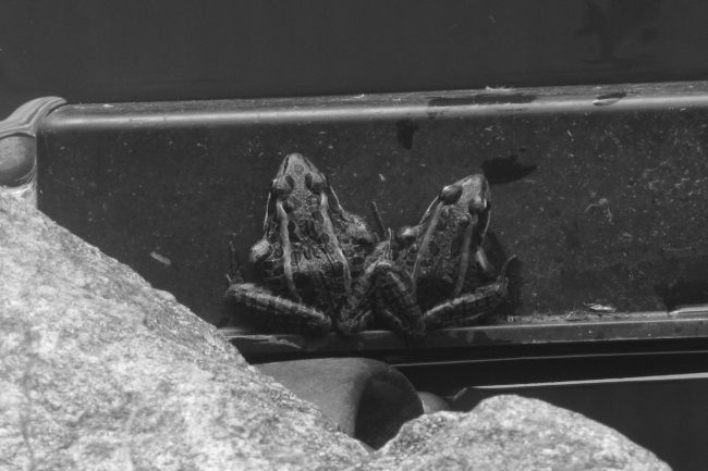 Avery Squitieri - Frogs - IMP 26'