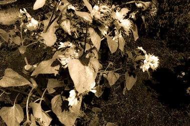 Gracelynn Smith - Growth - IMP 26'