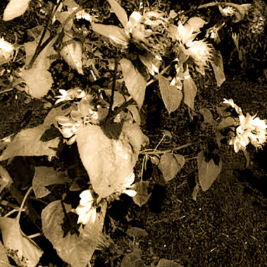 Gracelynn Smith - Growth - IMP 26'