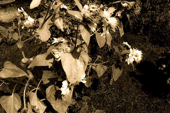 Gracelynn Smith - Growth - IMP 26'