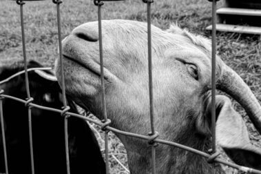 Dominic Alexander - Looking Up - IMP 26'