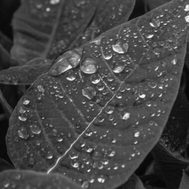 Danielle Olvera-Cervantes - Morning Dew - IMP 26'