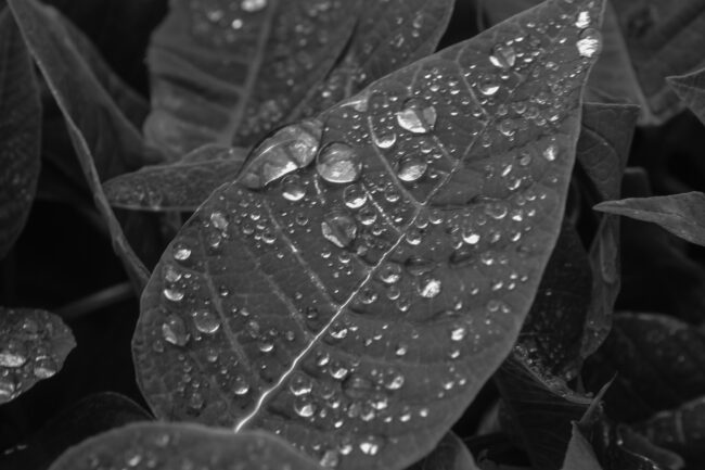 Danielle Olvera-Cervantes - Morning Dew - IMP 26'