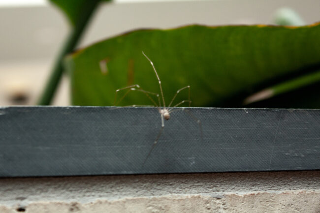 Will Henderson - Spider - IMP 26'