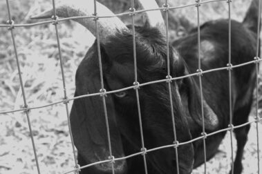 Danielle Olvera-Cervantes - The Goat - IMP 26'