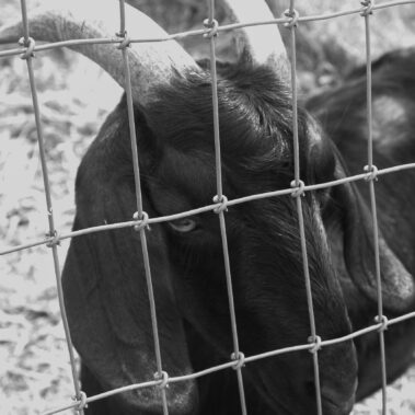 Danielle Olvera-Cervantes - The Goat - IMP 26'