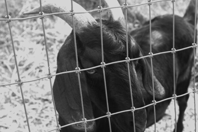 Danielle Olvera-Cervantes - The Goat - IMP 26'